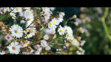 雏菊。