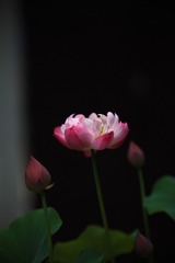7A846DBA-9AF2-4B0A-81B0-49A5AD134520/L0/001