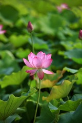 607476C2-4AD3-40C0-8CC9-AAEF1496D2F1/L0/001