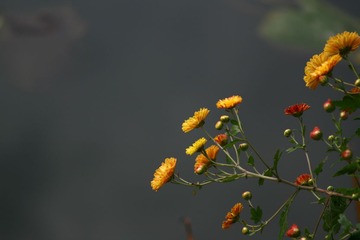 63