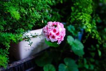 20160501-ILCE-7M2-0016