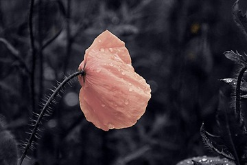 _MG_0800.jpg