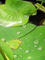 DSCF0667(1)