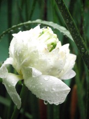 DSCF0696(1)
