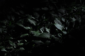 1000036201