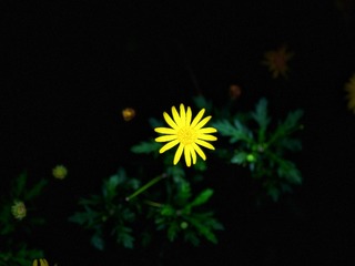 9656C217-B90B-4638-81A8-B723A60643A0/L0/001