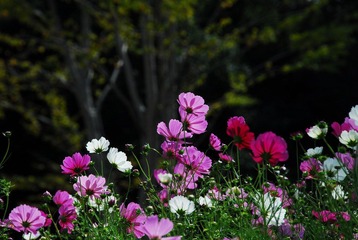 DSC_0033.JPG