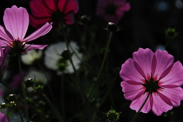 DSC_0041.JPG