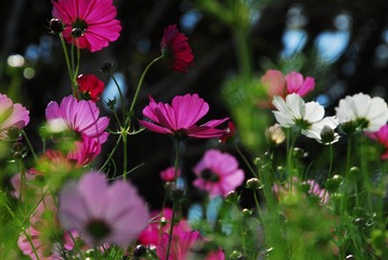 DSC_0081.JPG