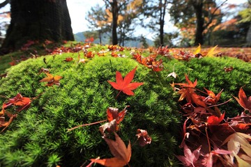 DSC_1931.JPG