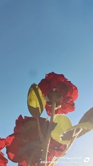 1000110558