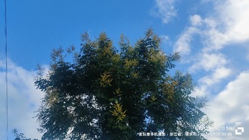 1000071624