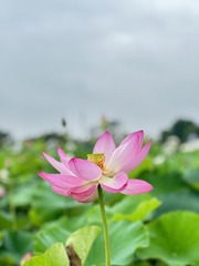 91C66B15-C0DE-4FEF-8BCD-A9845FD18C5D/L0/001