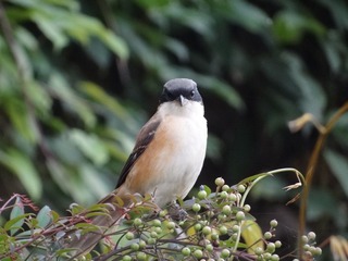 DSC04796.JPG