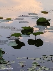 1000028093