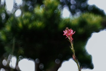 BF26715F-56DF-403C-BDD3-934B1C810976/L0/001