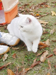 117252