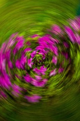 1000031563