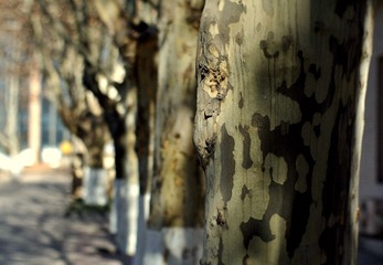 DSC_0552.JPG