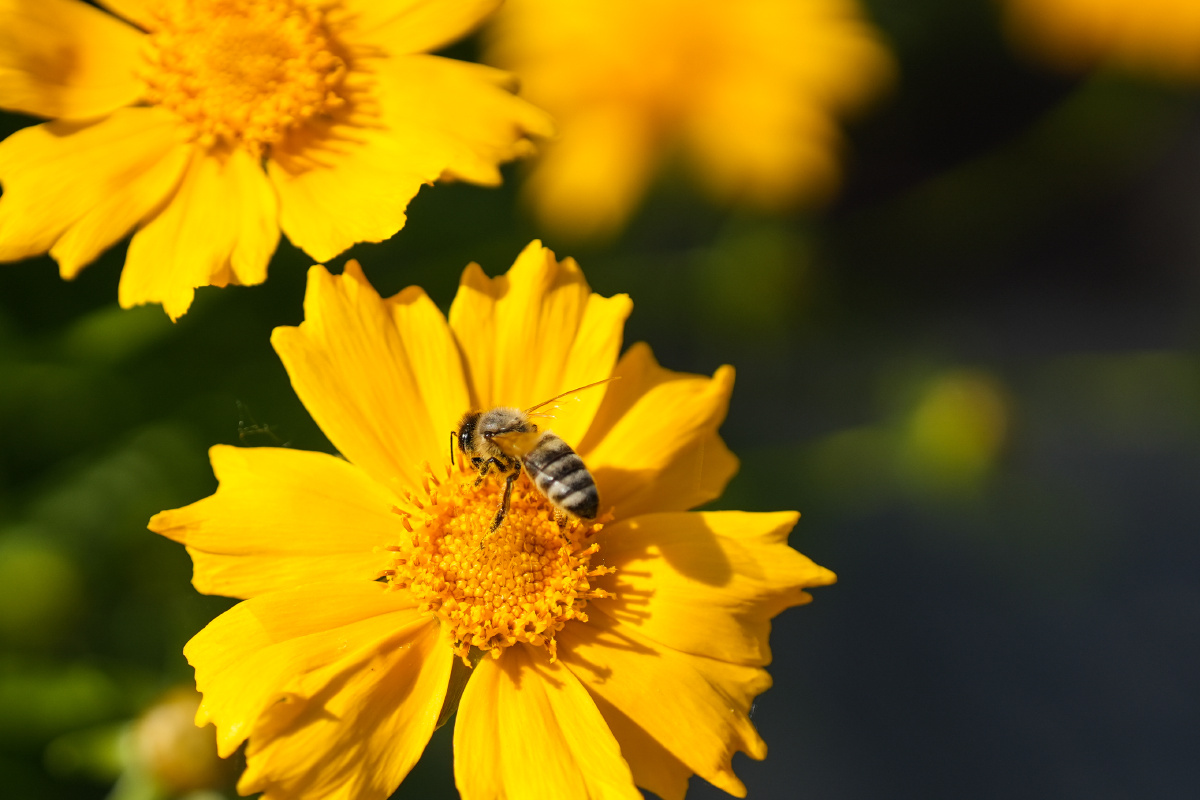 一只小蜜蜂飞在花丛中