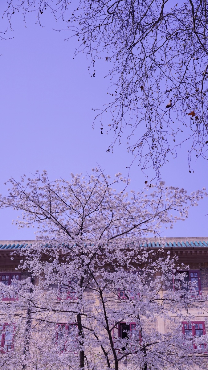 今年武大的樱花格外美,因为有你,每一个你都值得 - 贝壳sanctuary