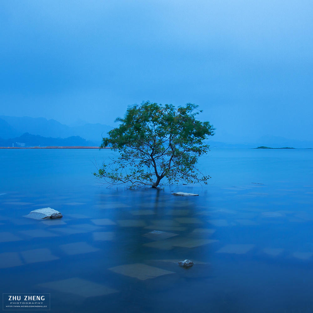 夏季,水中的一棵树