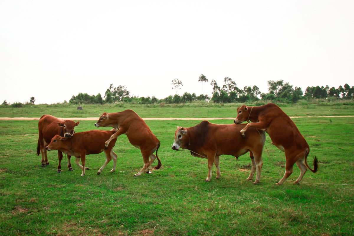 遂溪随拍. - 0o朱先生 - 图虫网 - 优质摄影师交流社区