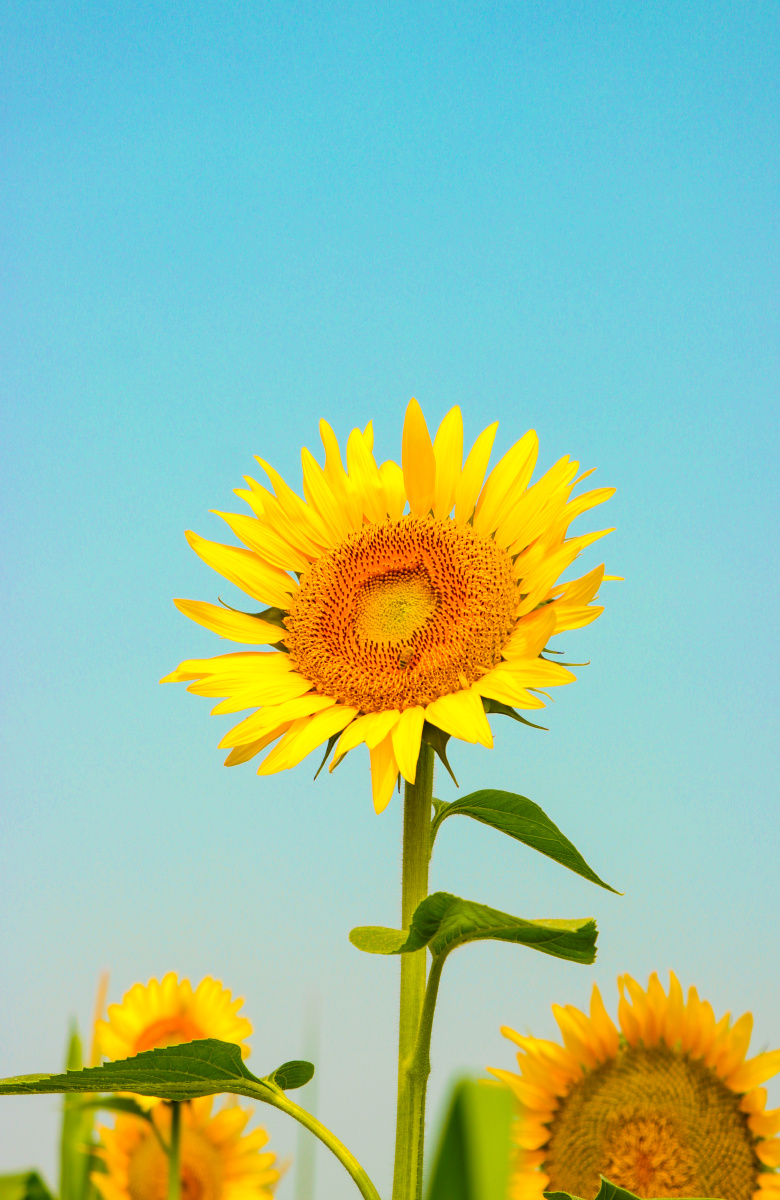 一亩阳光 - 王不二851 - 图虫网 - 优质摄影师交流社区