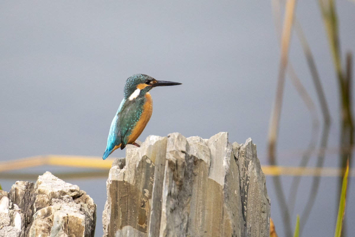 翠鸟抓鱼20201011摄于大连儿童公园明泽湖