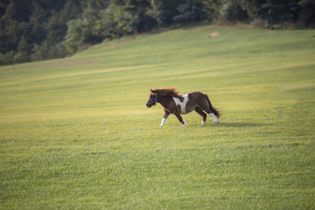 骏马奔驰在辽阔的草原20200922摄于大连三寰牧场