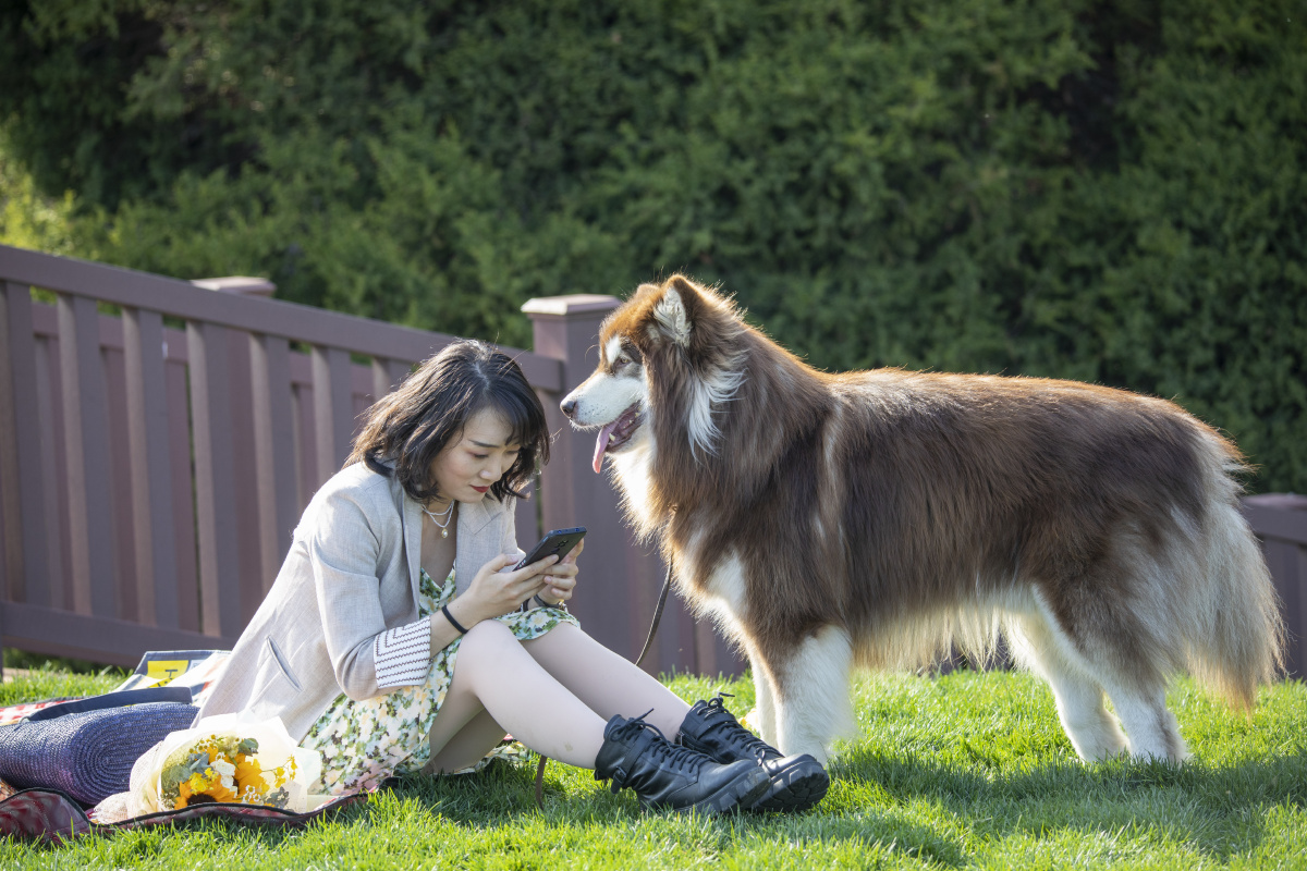 美女和她的阿拉斯加犬20210425摄于大连棒槌岛