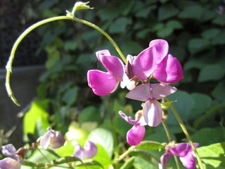 羞槐花