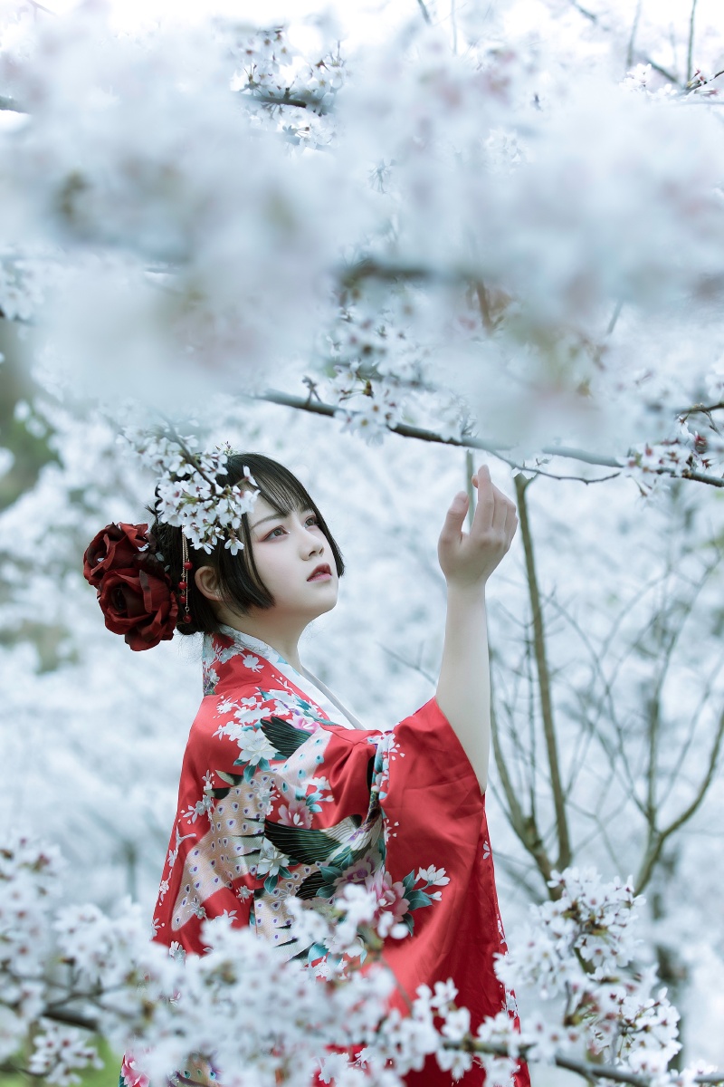 和服樱花