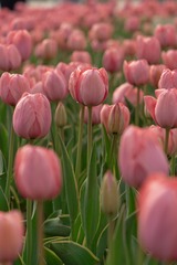 9F9B1566-5B47-4899-B3E9-41502B8B77F1/L0/001