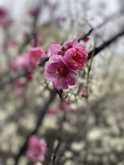2F321DD8-52BF-4058-8410-F0D0218789FA/L0/001