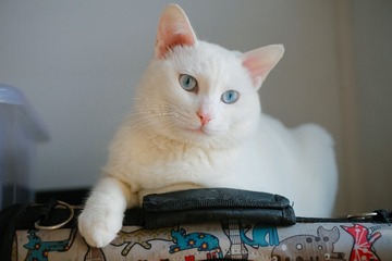 Vin5