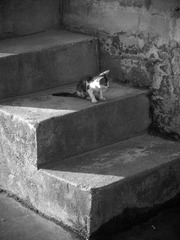 01小猫不敢下2.jpg