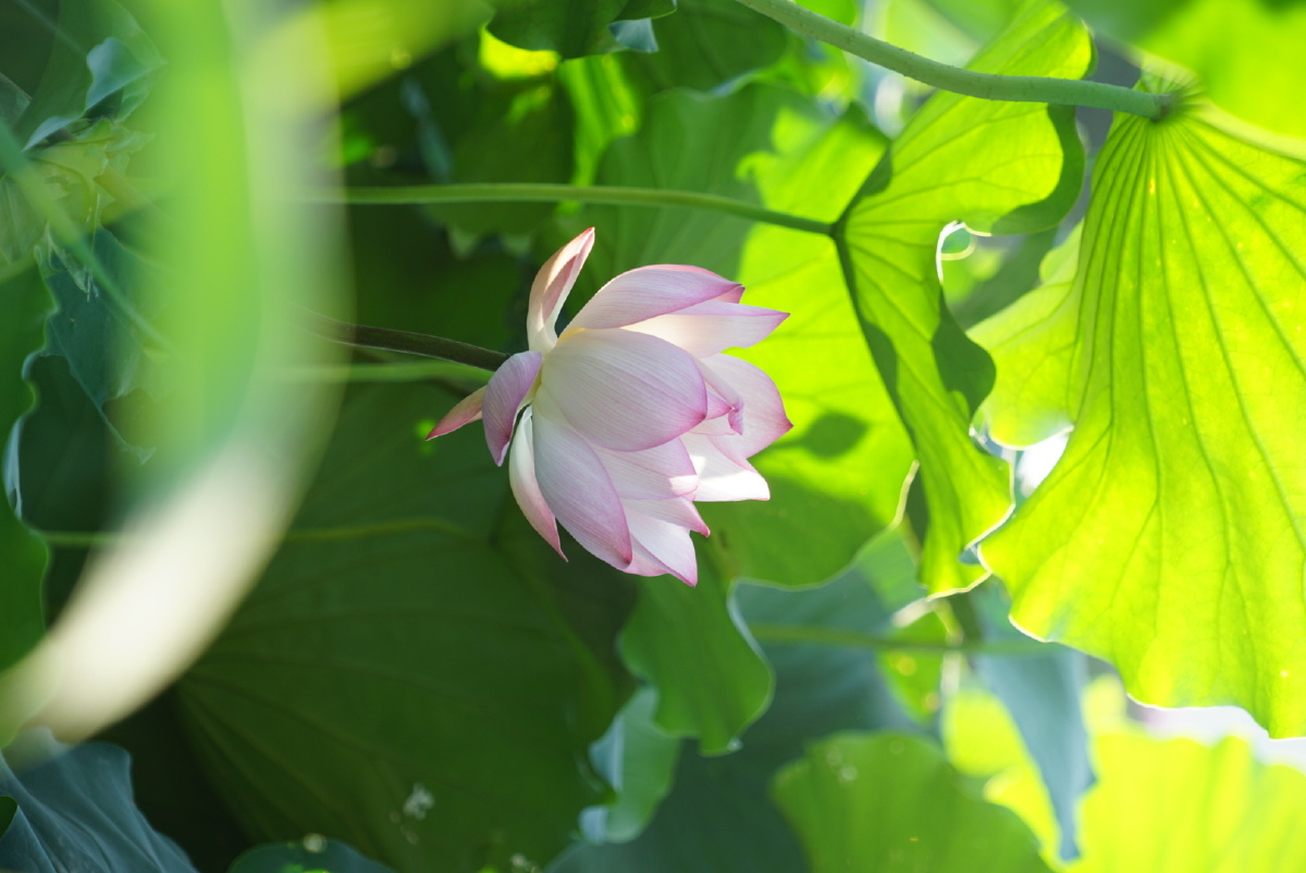 荷花- tloml1031 - 图虫