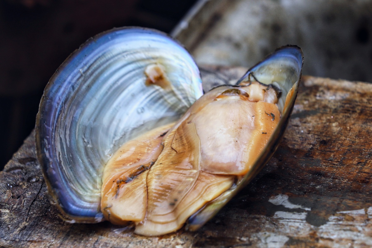 河蚌–没找到珍珠