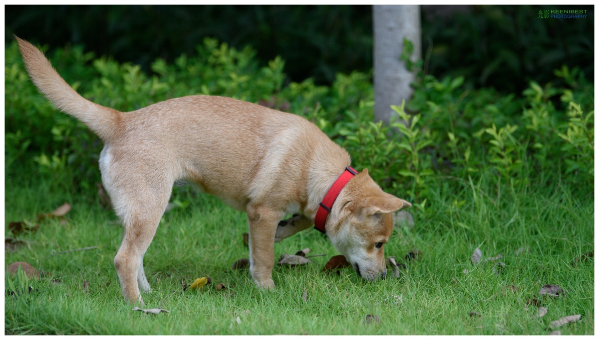 我家的狗狗小丢丢