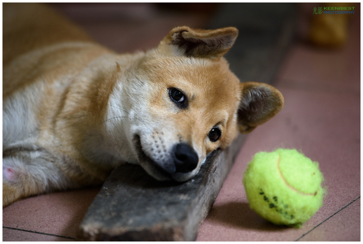 我家的狗狗小丢丢