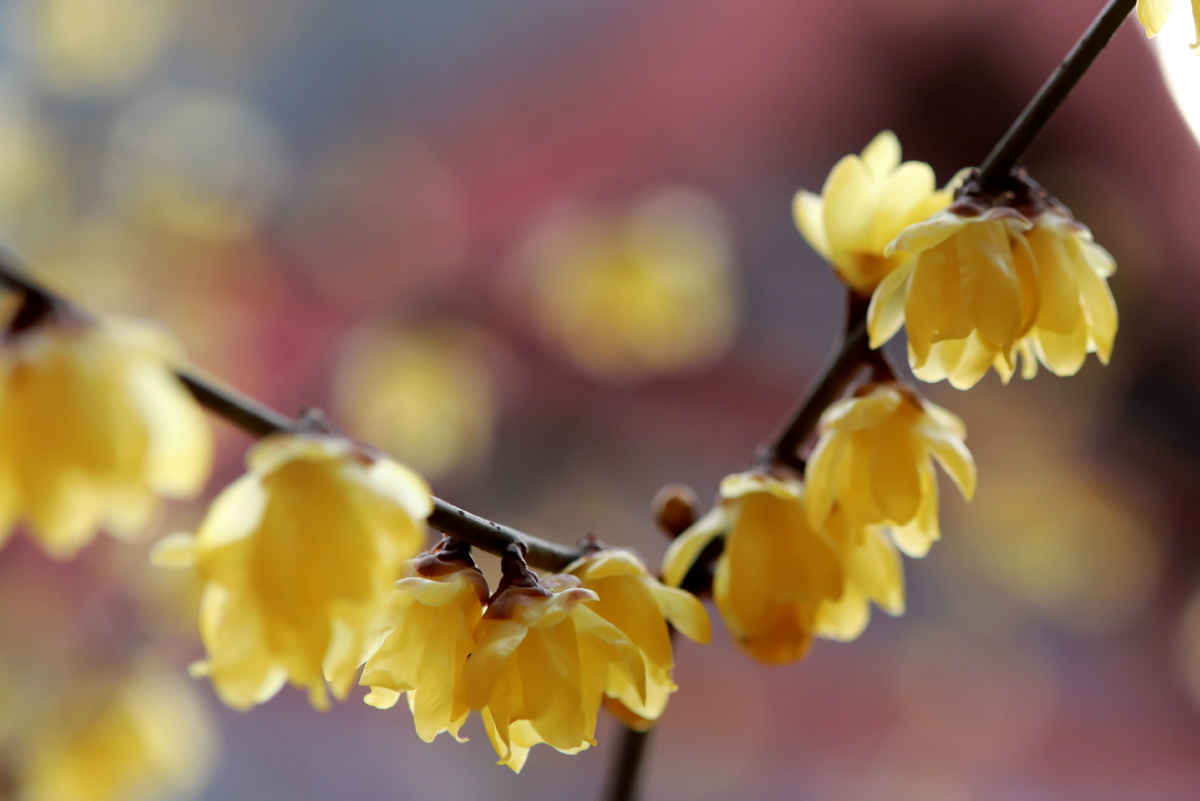 这组腊梅花拍摄于天水伏羲庙博物馆