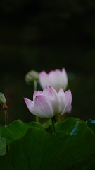 6050135A-A823-47EB-B6C1-CC32D03158A8/L0/001