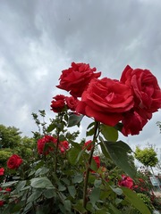 3524902F-CA87-4FD1-8856-0EA61DDA208E/L0/001