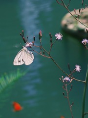 3A653B90-A580-49AF-9B98-348DDC745F94/L0/001