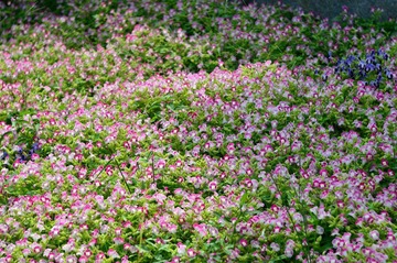 WFY_7970.JPG