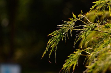 WFY_7982.JPG