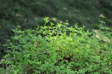 WFY_8023.JPG