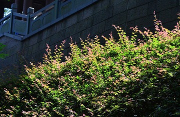 WFY_8117.JPG