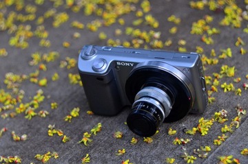 WFY_8278.JPG